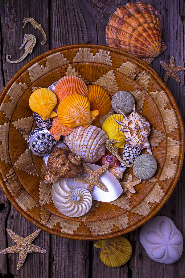 Nature Photograph - Basket Full Of Seashells by Garry Gay