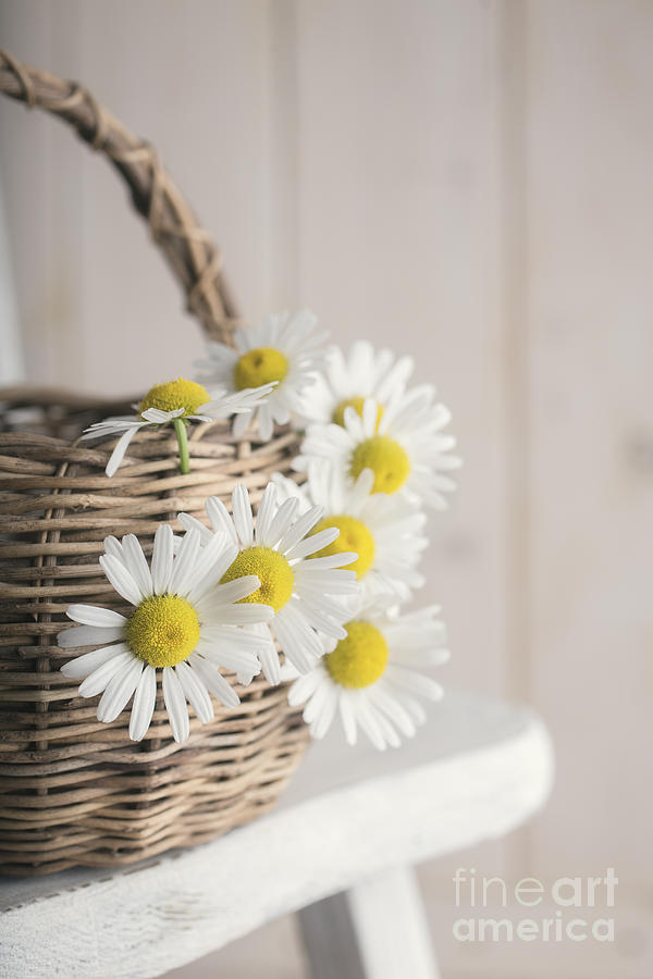 Flower Photograph - Basket Full of Summer Daisys by Edward Fielding