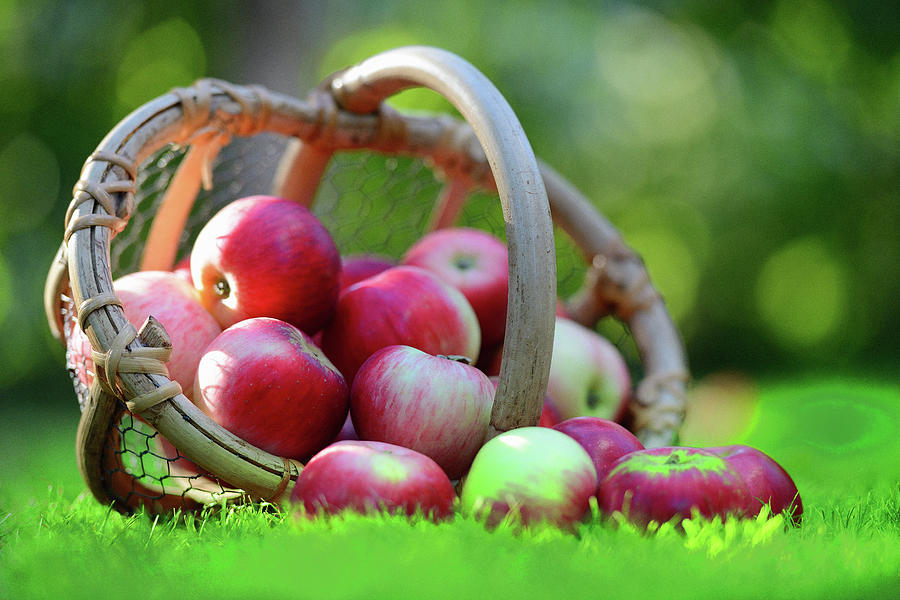 Basket Of Apples Photograph by Martial Colomb