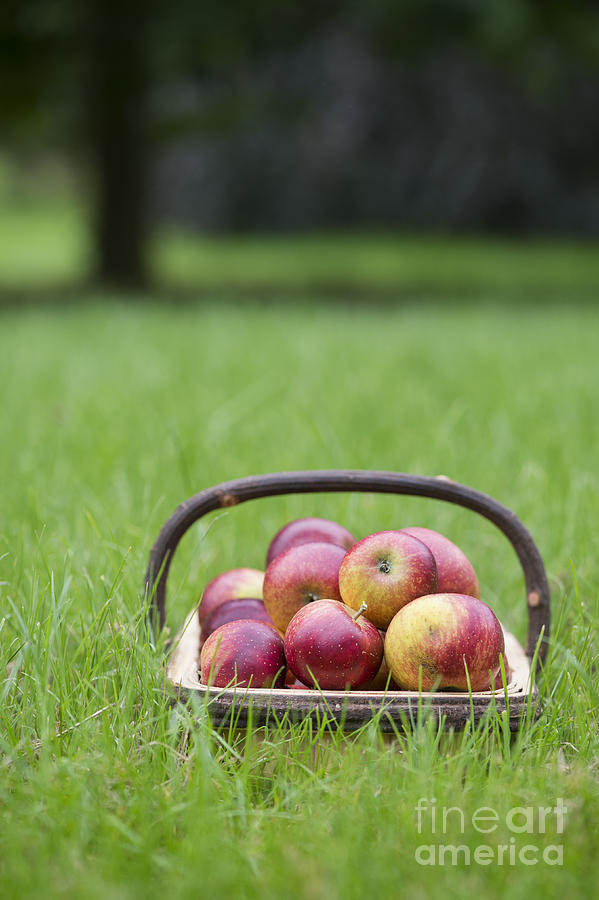 Apple Photograph - Basket of Apples by Tim Gainey