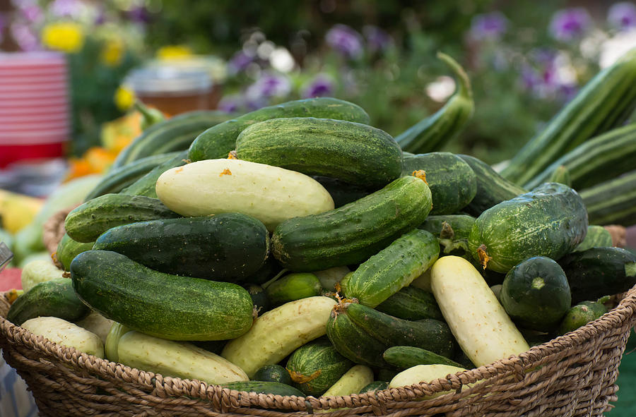 Basket Of Cucumbers Photograph