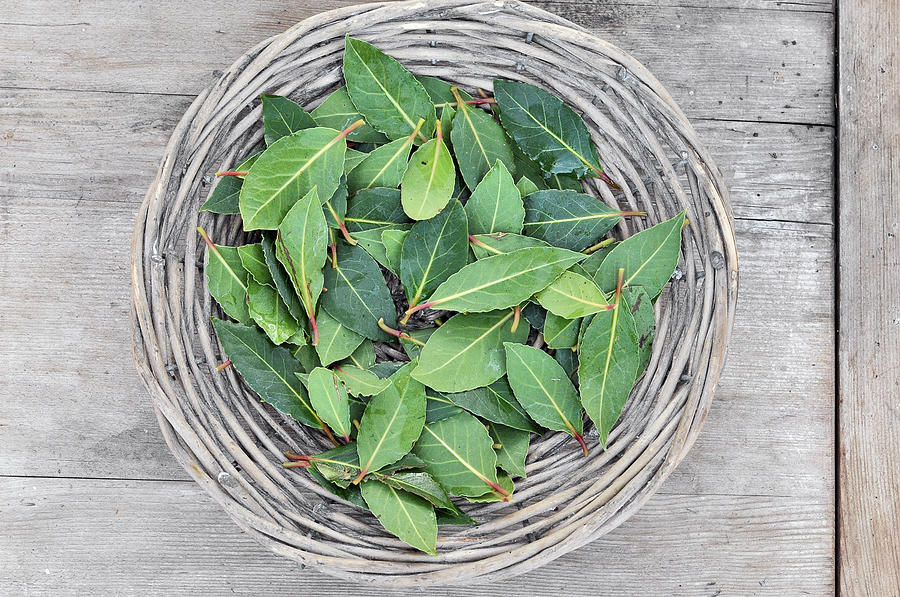 Basket Of Fresh Green Leaves Photograph by Carina Tjarnlund Basket Of Fresh Green Leaves Photograph by Carina Tjarnlund