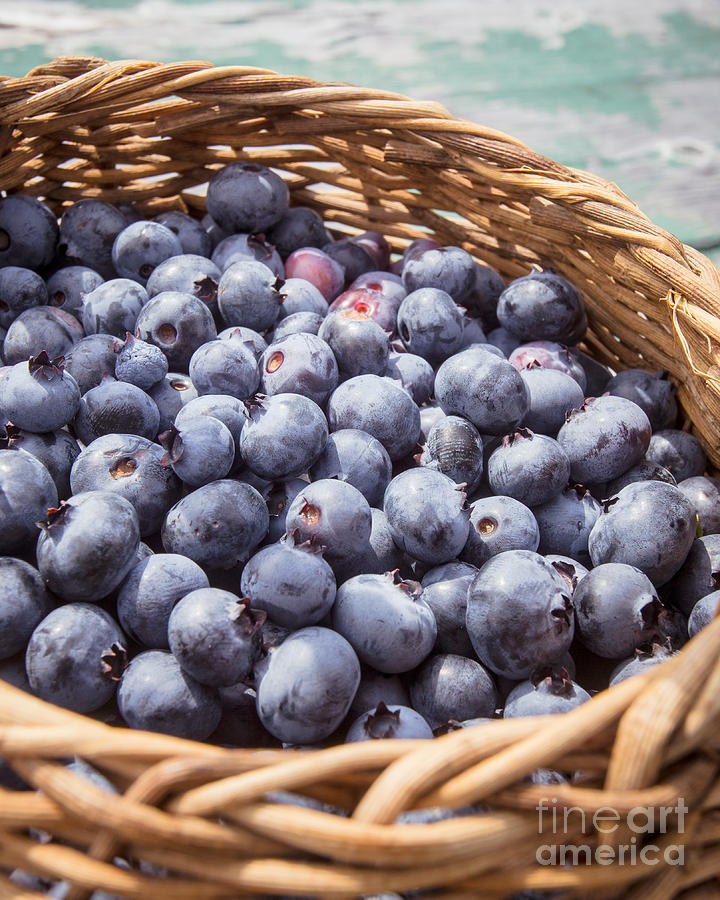 Blueberry Photograph - Basket of fresh picked blueberries by Edward Fielding