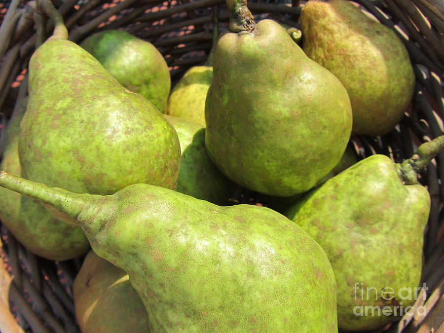 Basket Of Green Pears Photograph by Susan Carella