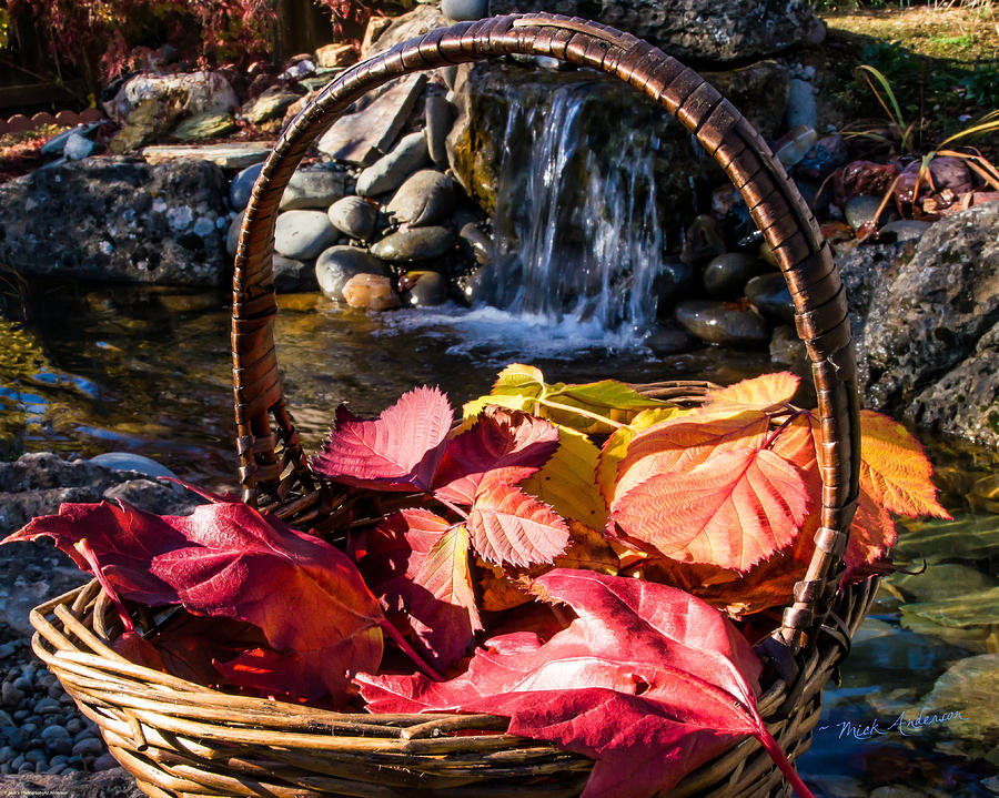 Basket of Leaves Photograph by Mick Anderson