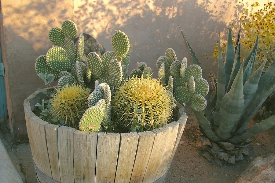 Basket of Needles Photograph by Dody Rogers