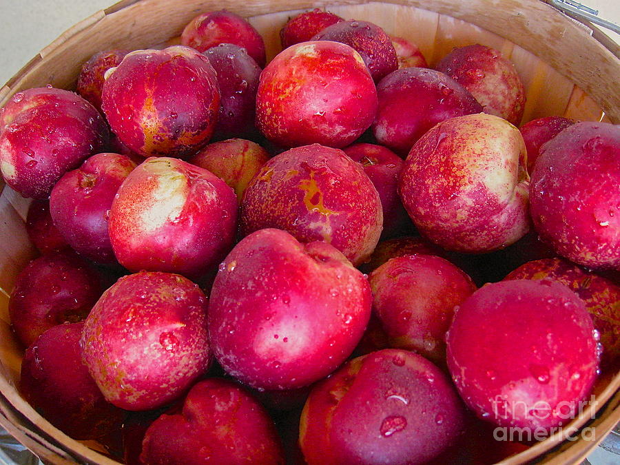 Basket of Plums Photograph by Suzanne Oesterling