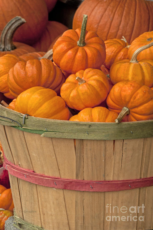 Pumpkins Photograph - Basket of Pumpkins by Regina Geoghan