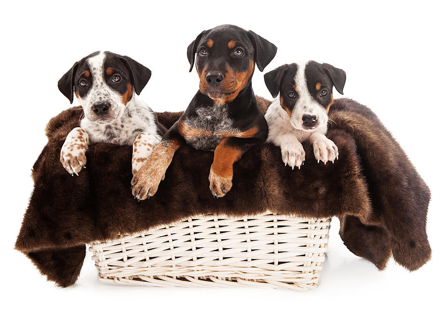 Dog Photograph - Basket of Rottweiler Mixed Breed Puppies by Good Focused