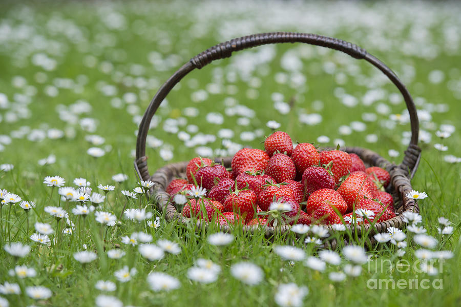 Basket of Strawberries Photograph by Tim Gainey
