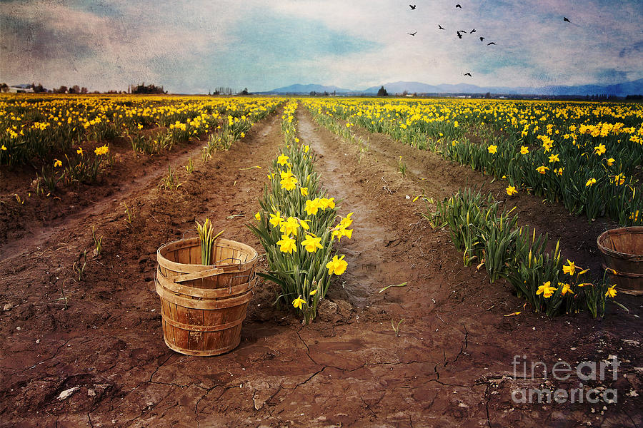 basket with Daffodils Photograph by Sylvia Cook