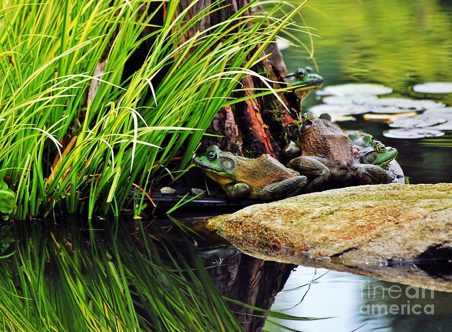 Basking Bullfrogs Photograph by Angela Murray