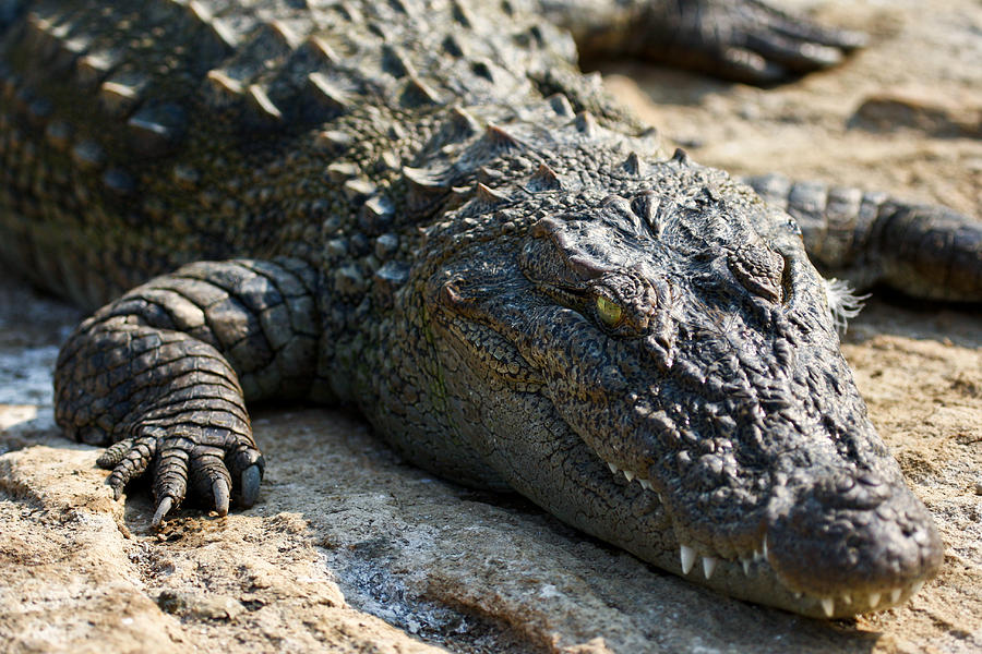 Crocodile Photograph - Basking Crocodile by Nila Newsom