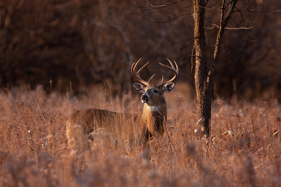 Basking In The Light - White-tailed Buck Photograph by Jim Cumming