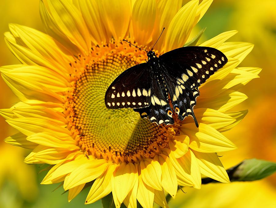 Basking in the sun Photograph by Lisa Sanborn - Fine Art America