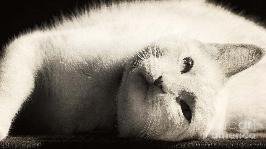 Black And White Photograph - Basking In The Sun by Pam  Holdsworth