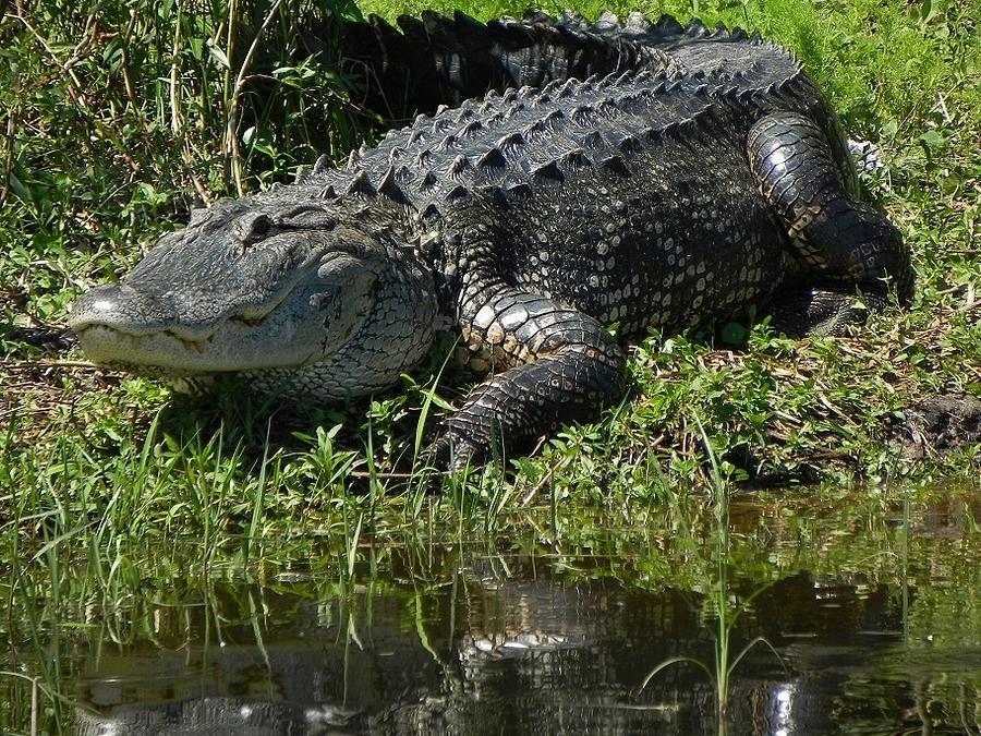 Alligator Photograph - Basking on the Bank by Cynthia N Couch