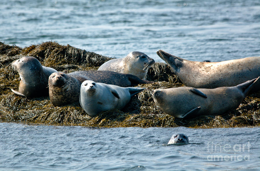 Basking Seals Photograph by Cheryl Baxter