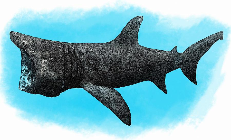 Basking Shark, Illustration Photograph by Roger Hall