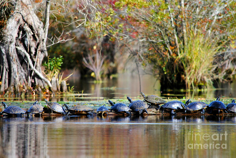 Basking Turtles Photograph by Kelly Nowak