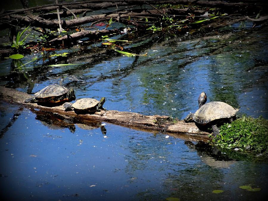 Basking Turtles Photograph by Nick Kloepping