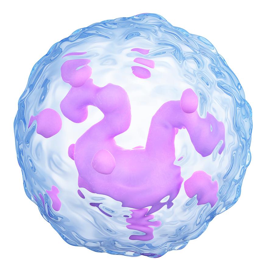 Basophil Photograph by Sebastian Kaulitzki/science Photo Library - Pixels