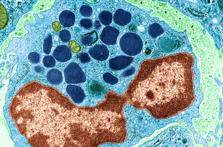 Basophilic Leucocyte Photograph by Biology Pics