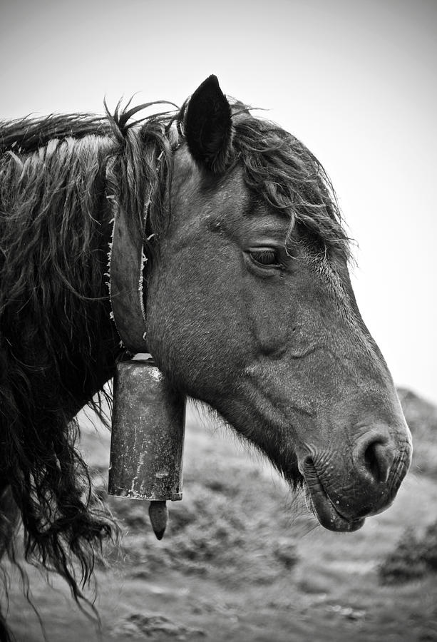 Basque Horse Photograph by RicardMN Photography