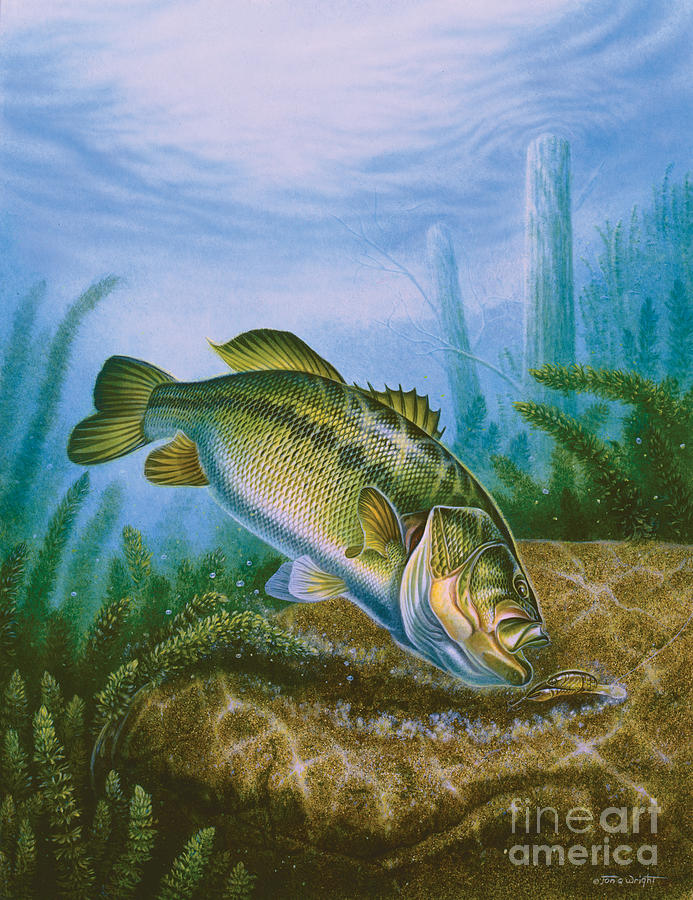 Fish Painting - Bass and Crawdad by JQ Licensing