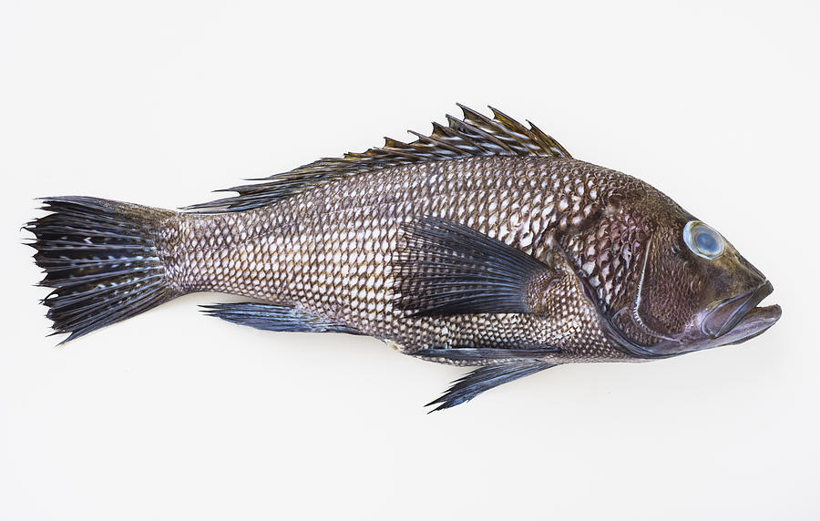 Bass fish, studio shot Photograph by Tetra Images