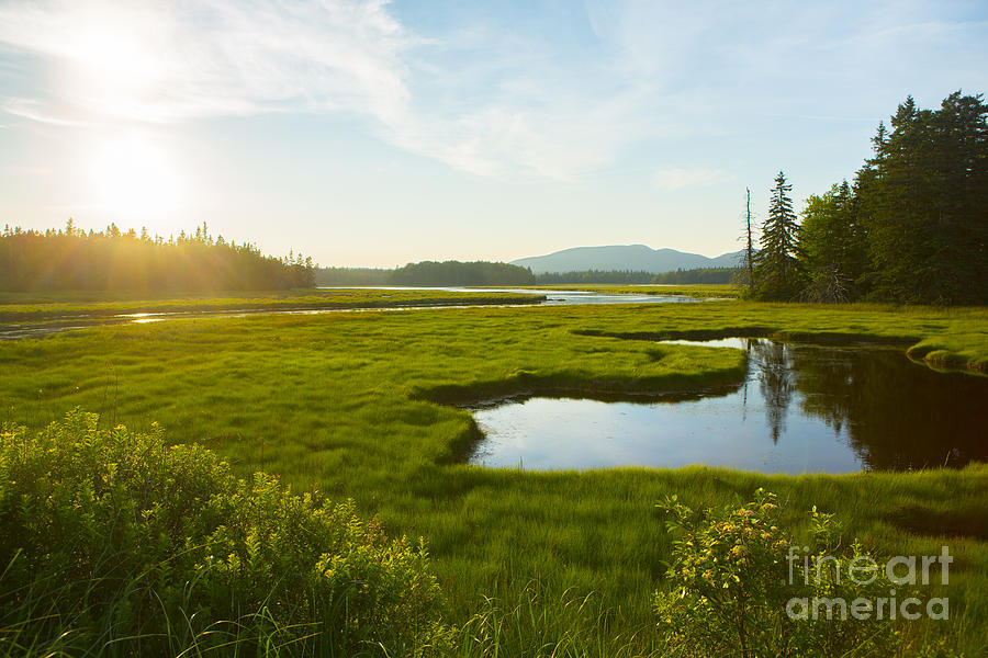 Bass Harbor Marsh at Dusk Photograph by Diane Diederich