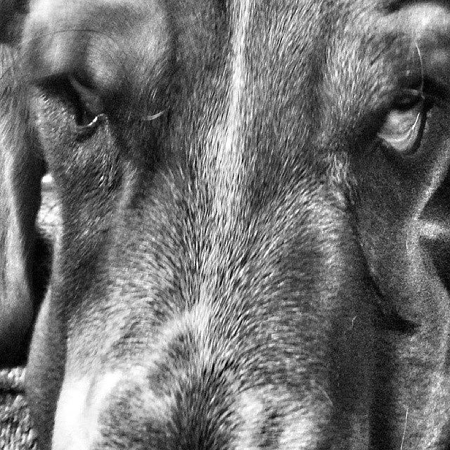 Dog Photograph - #basset #dog #macro #bnw # Abstract by Brian Duram