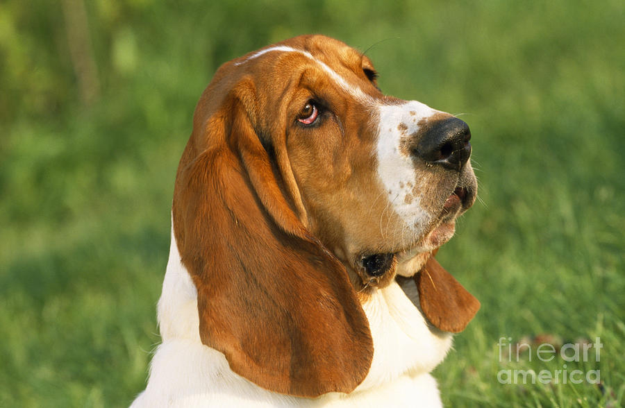 Basset Hound Dog Photograph by M. Watson