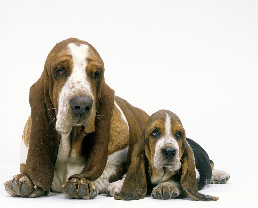 Mammal Photograph - Basset Hound Dogs by Jean-Michel Labat