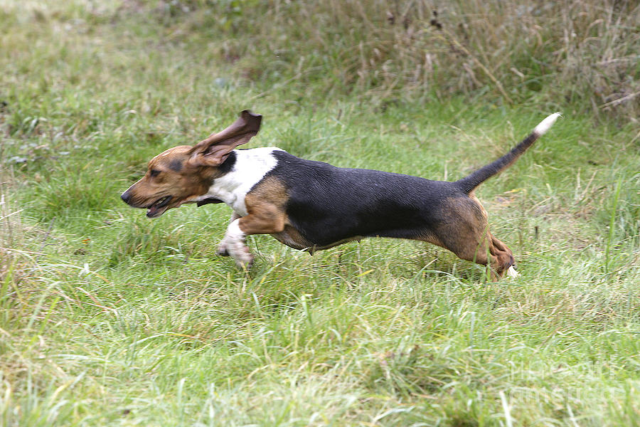 Dog Photograph - Basset Hound Hunting by M. Watson