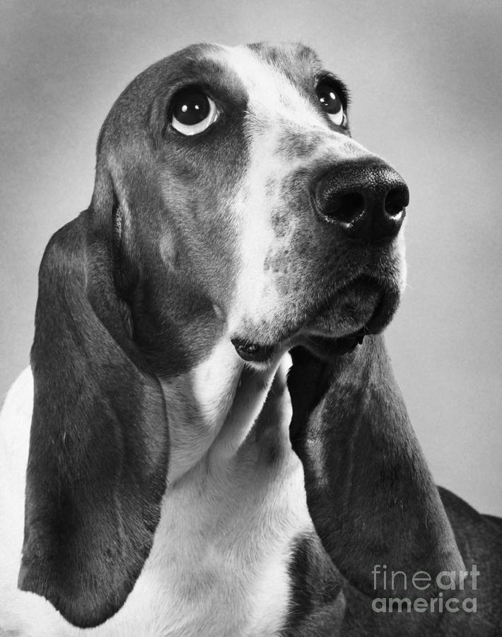 Black And White Photograph - Basset Hound by M E Browning
