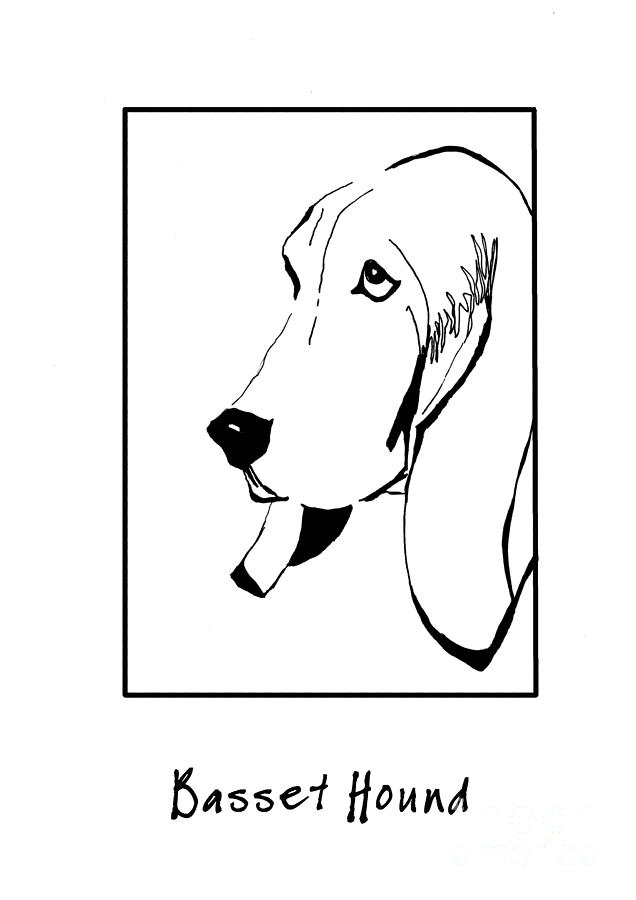 Dog Drawing - Basset Hound by Patruschka Hetterschij