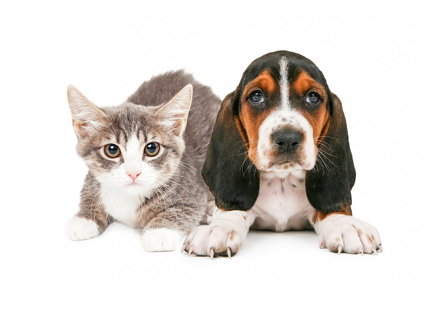 Basset Hound Puppy and Kitten Photograph by Good Focused