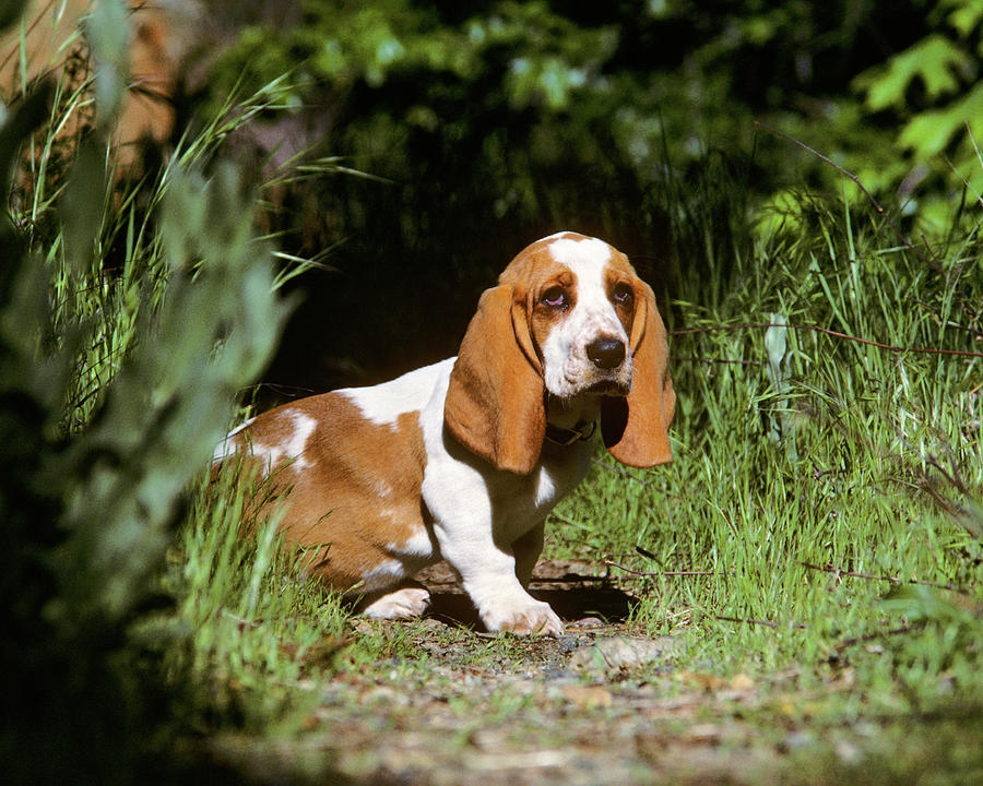 Horizontal Photograph - Basset Hound Puppy In A Garden by Animal Images Horizontal Photograph - Basset Hound Puppy In A Garden by Animal Images
