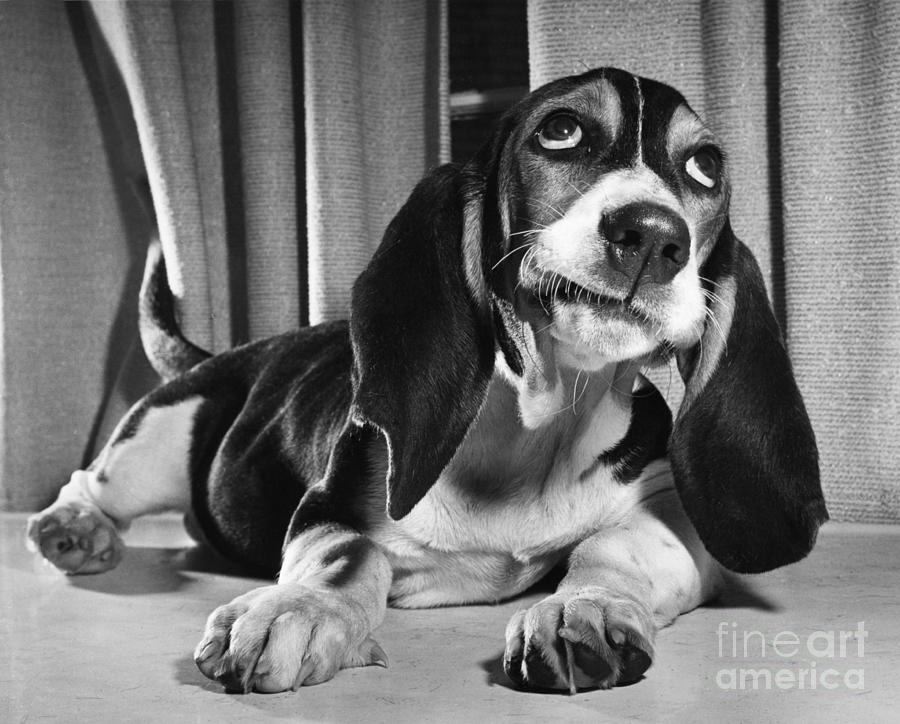 Basset Hound Puppy Photograph by ME Browning