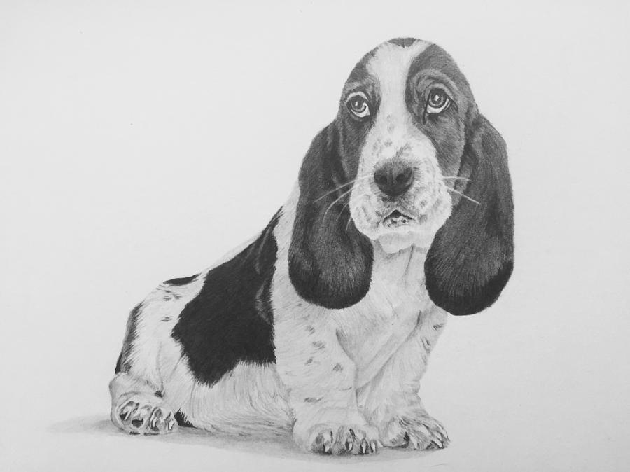 Basset Hound Drawing by Sandra Weiner