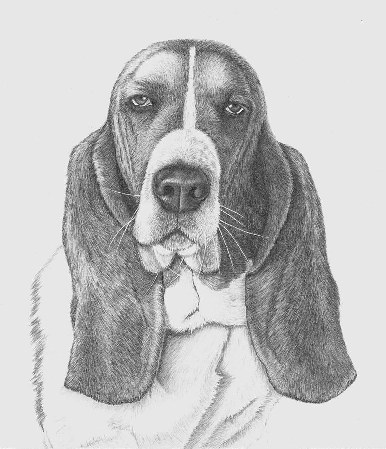 basset hound sketch