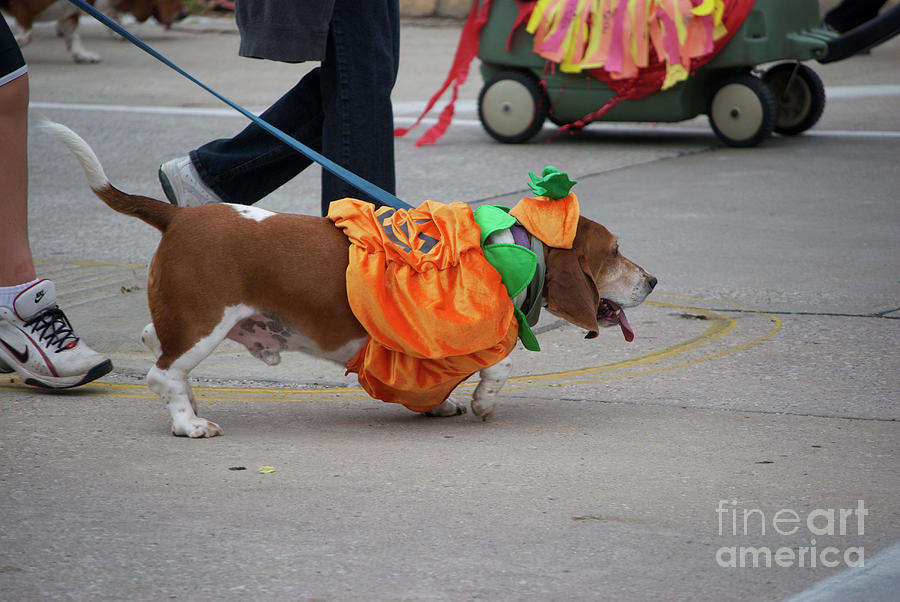 Basset Hound Waddle Parade 01 Photograph by Thomas Woolworth Pixels