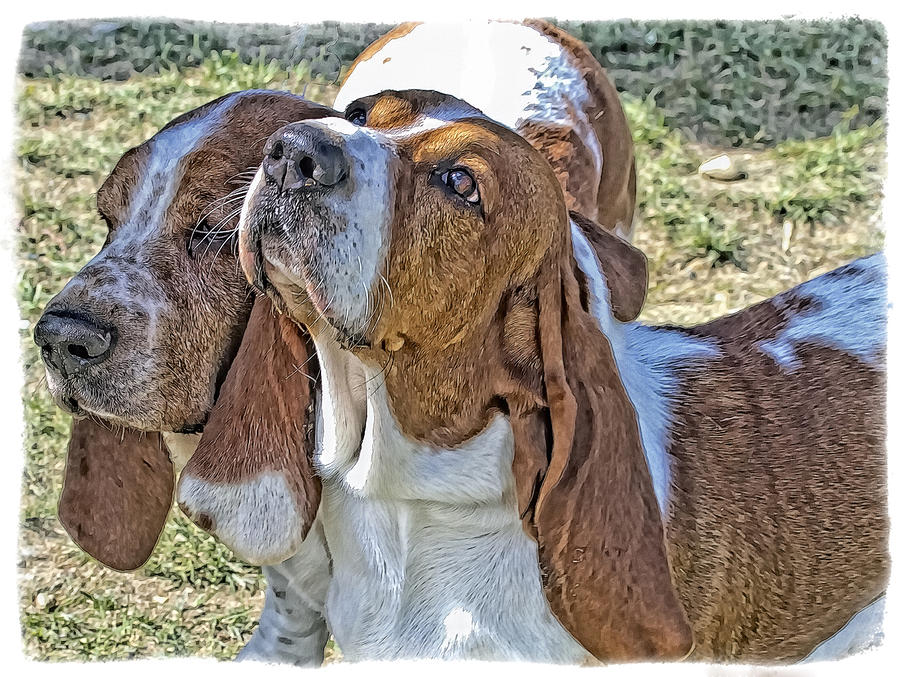 Basset Hounds Photograph by Constantine Gregory