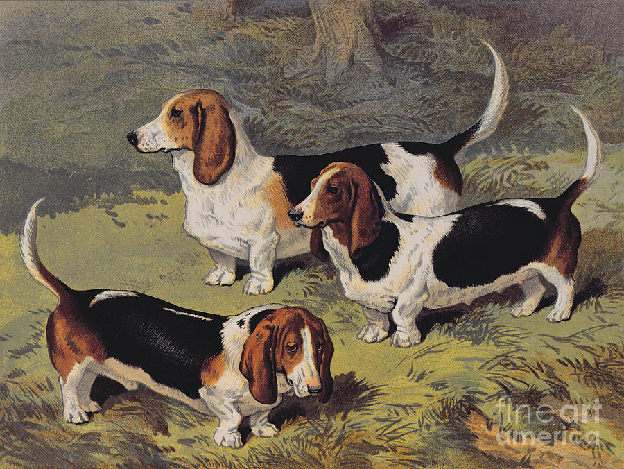 Basset Hounds Painting by English School