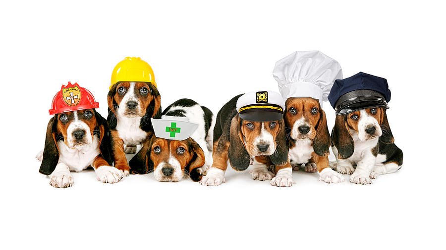 Dog Photograph - Bassets in Work Hats  by Good Focused