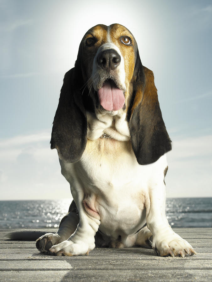 Bassett hound on boardwalk Photograph by Gary John Norman