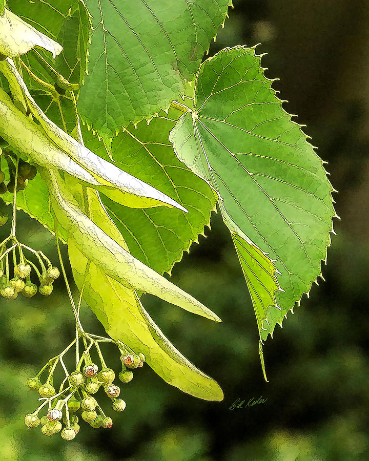 Basswood Berries Photograph by Bill Kesler
