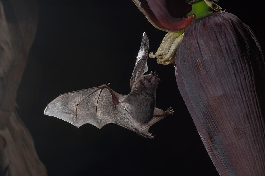 Nature Photograph - Bat and flower by Chris Jimenez