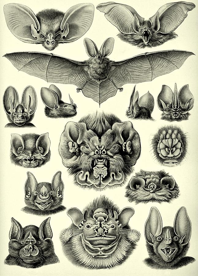 Bat Bats Haeckel Chiroptera Mammals Microchiroptera Digital Art by Movie Poster Prints